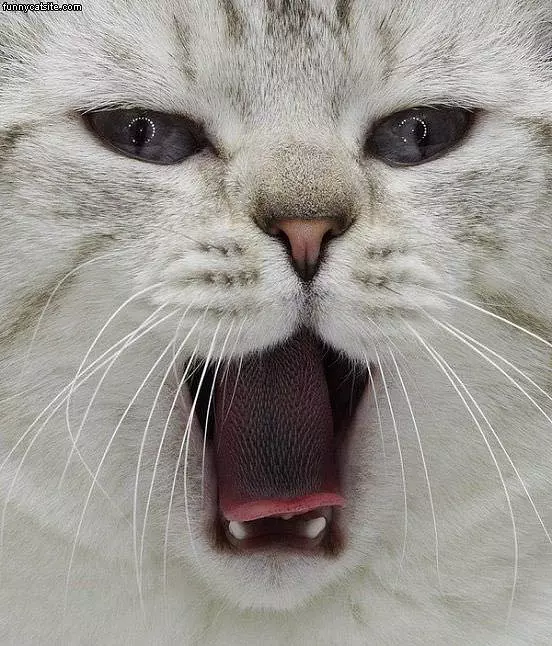 Super Closeup