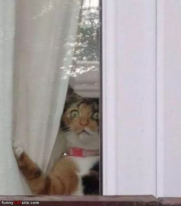 Just Looking Outside