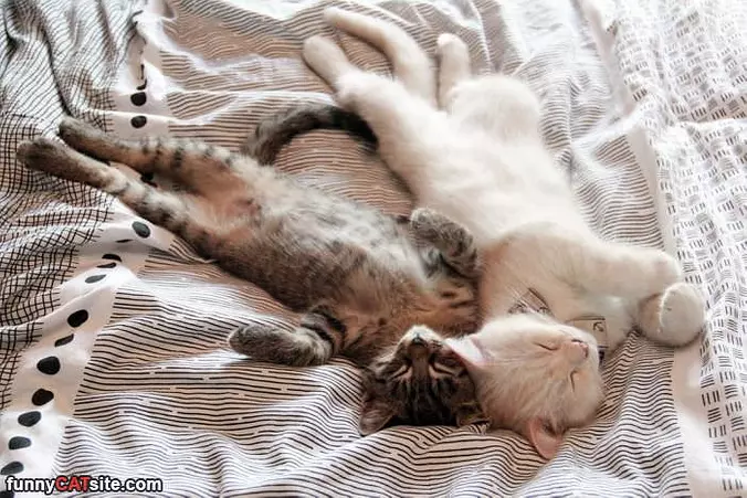 Napping Together