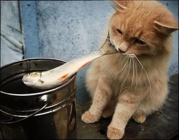 I Has A Fish