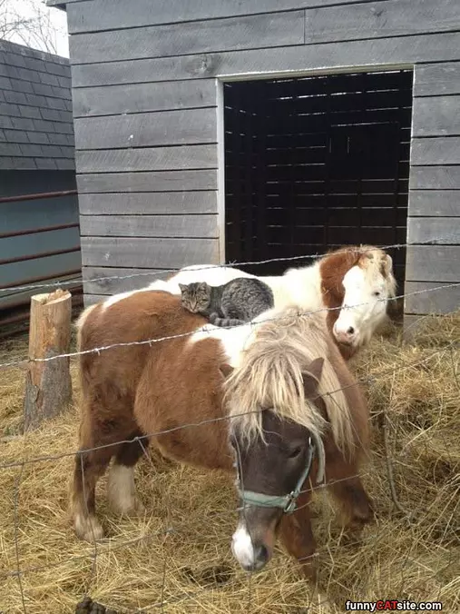 I Has A Horse