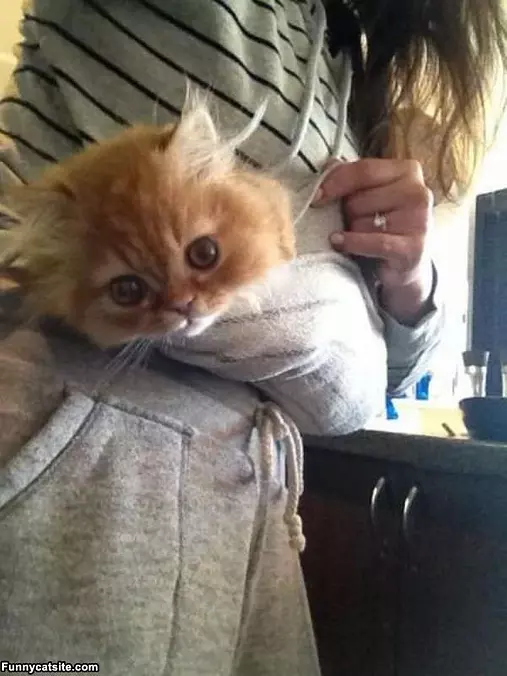 Rolled Up Kitty