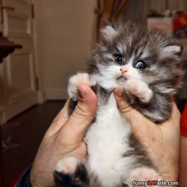 I Am A Fur Ball