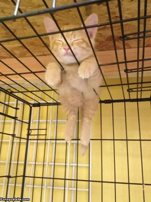 This Cage Is So Awesome