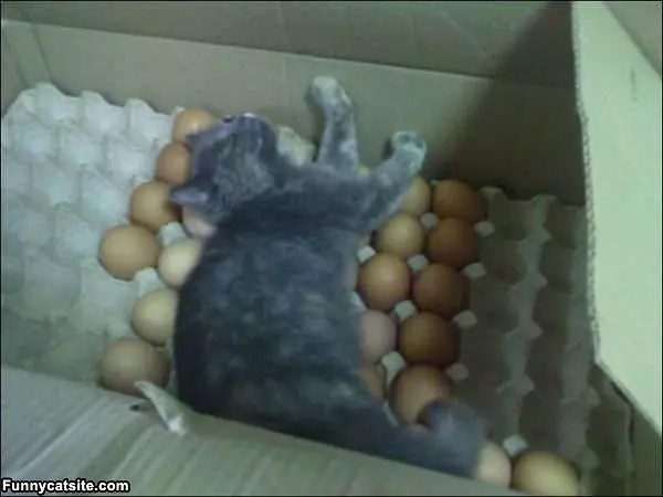 Keeping The Eggs Warm