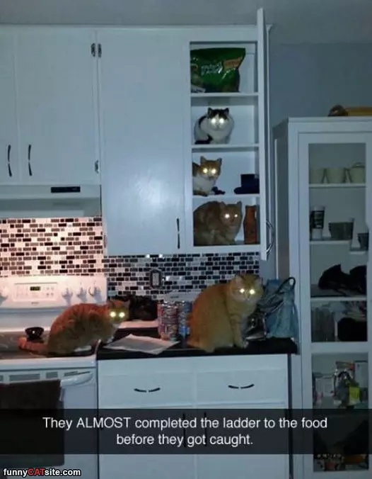 The Food Ladder