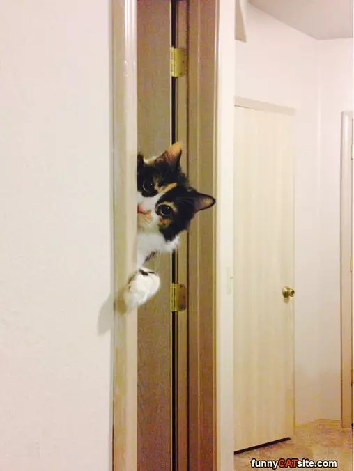 Peaking Around The Corner
