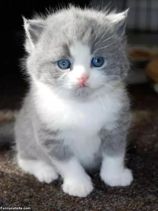 I Am Pudgy Kitty