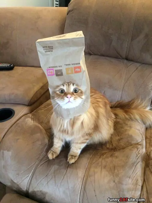 I Am Dunkin