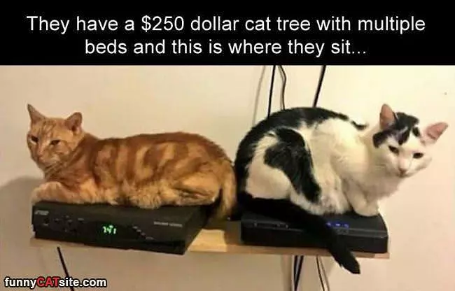 This Is Where They Sit