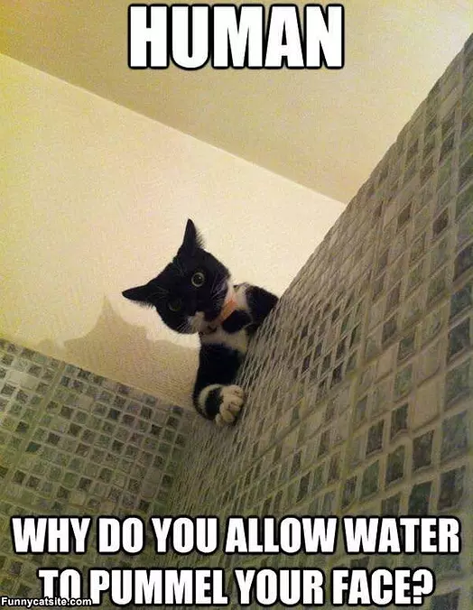 Why Do You Do That Human