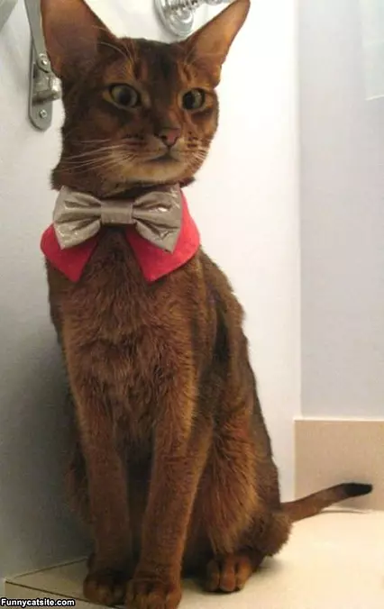 Cat Bow Tie