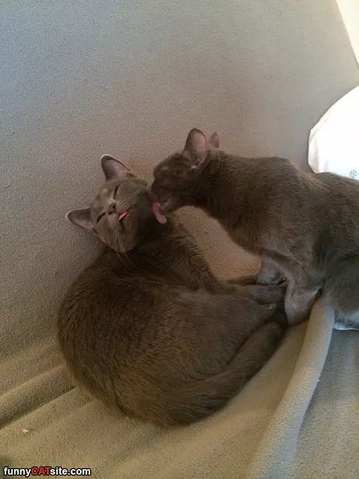 Enough Kisses