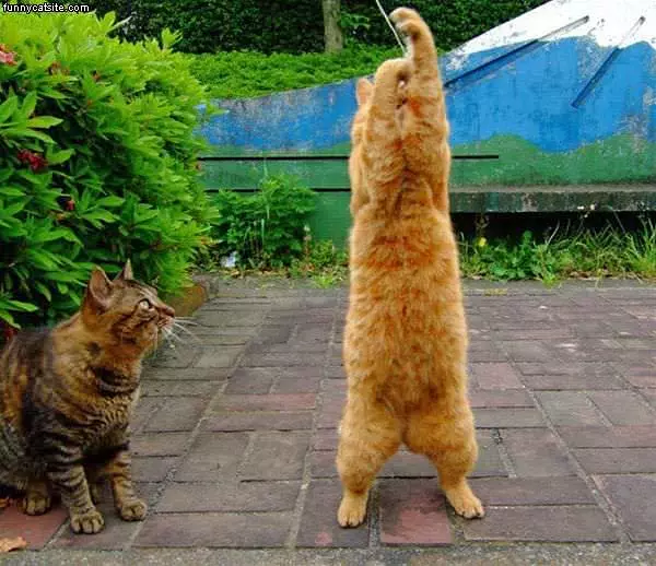 Stand Tall