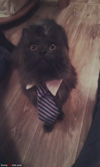 I Has A Tie