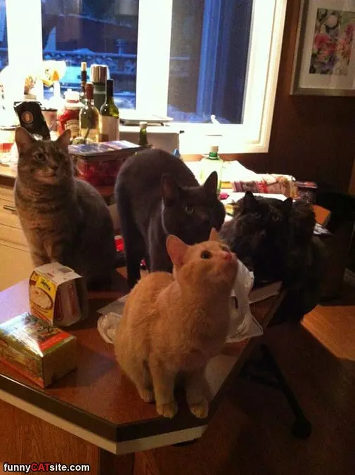 Cats On A Table