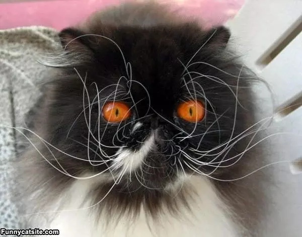 Crazy Whiskers