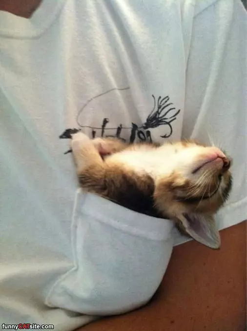 Kitty Pocket