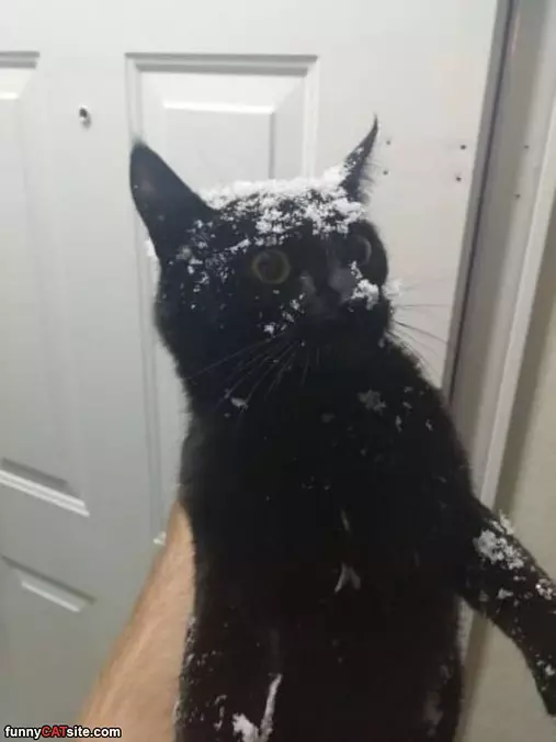 This Snow Sucks