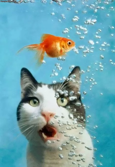 Cat Wants