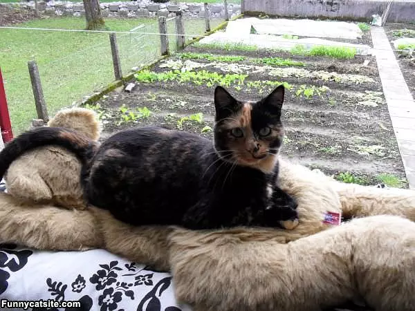My Comfy Bed