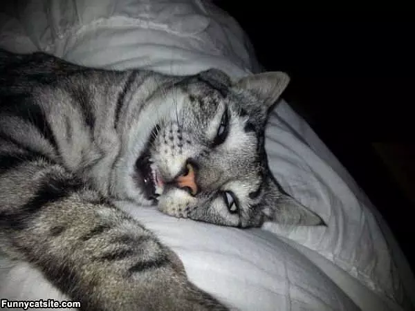 How I Sleeps