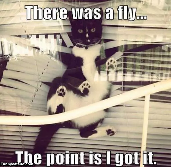 I Got The Fly