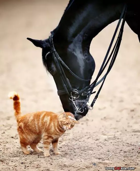 Give Me A Kiss