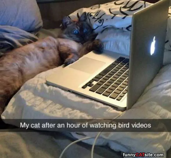 Bird Videos
