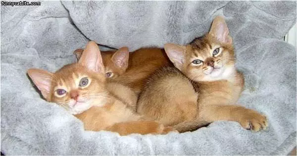 Bunches Of Kittens