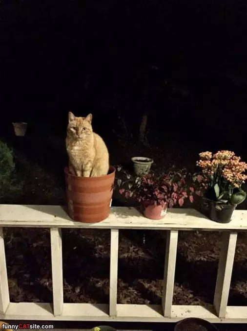 Sprouting Up