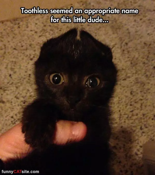 Toothless
