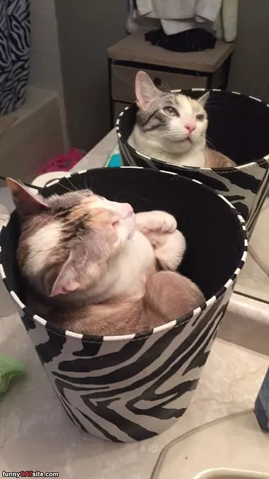 If We Fits