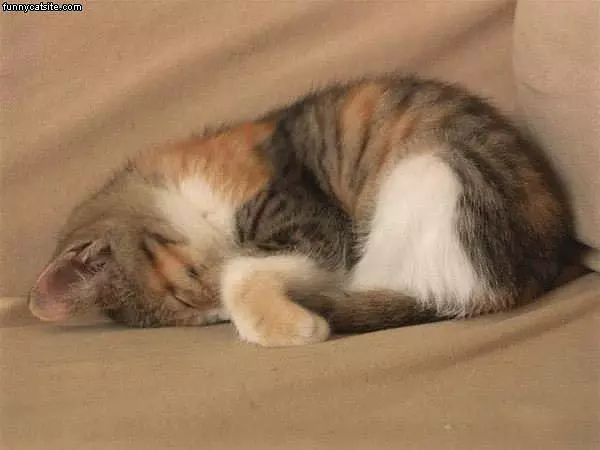 Sleeping Kitty