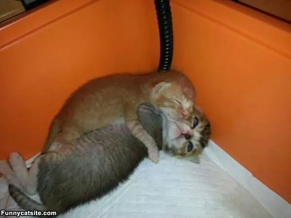 Tiny Sleeping Kittys