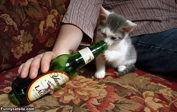 Kitty Wants Some Beer