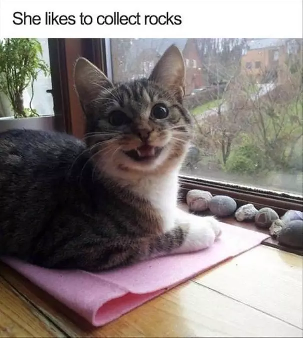 I Like To Collect Rocks