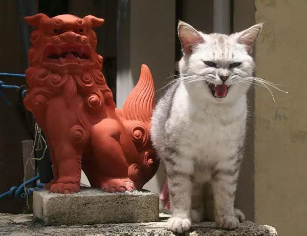 Guardian Cat