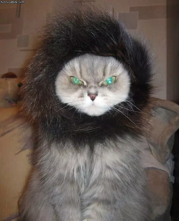 Cat Wig