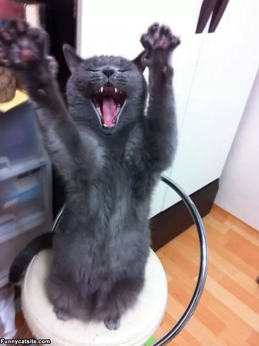 Rawr Rawr