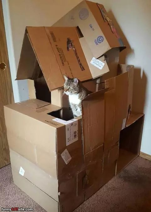 Cat Fort