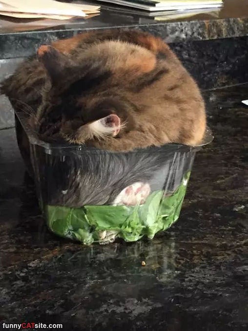 I Fit