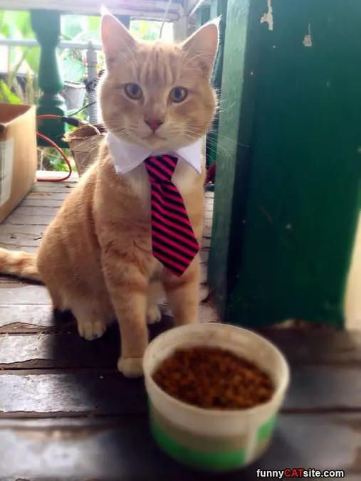 All Dressed For Work