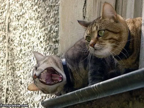 Rawrrrrrrrr