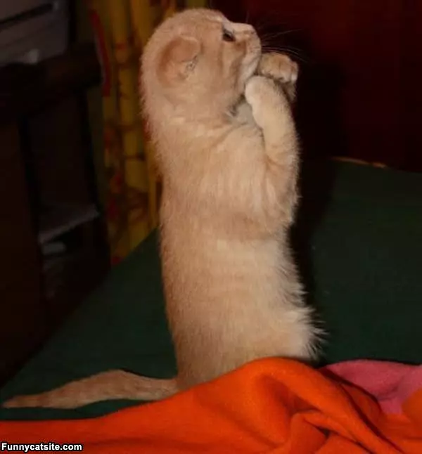 Can I Pwees Have