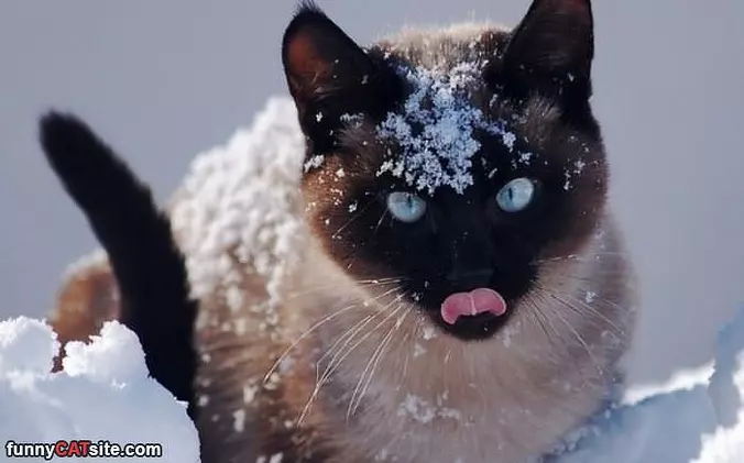I Got In The Snow