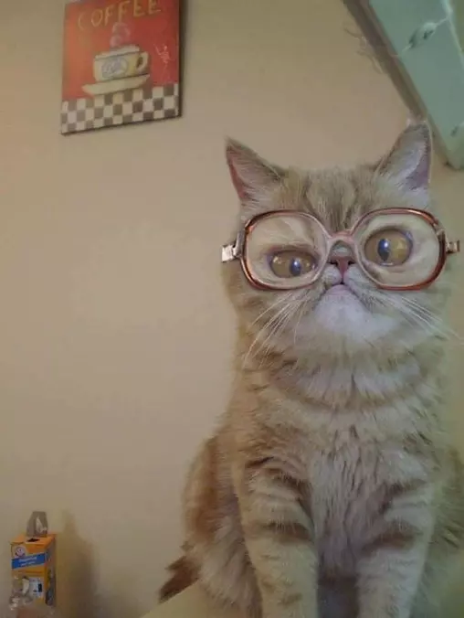 Those Are Some Nice Glasses