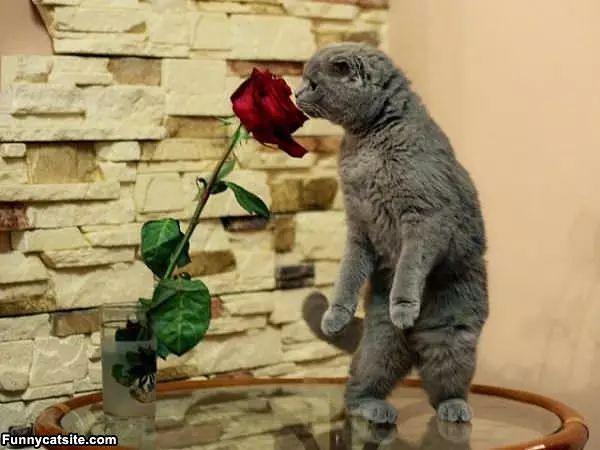 Smell The Roses