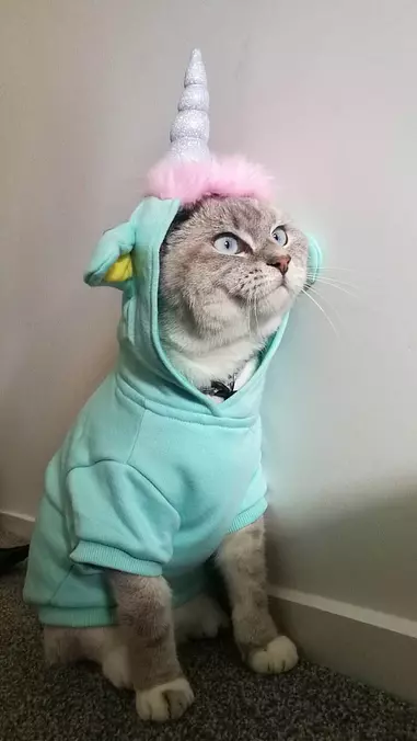 I Am A Unicorn Now