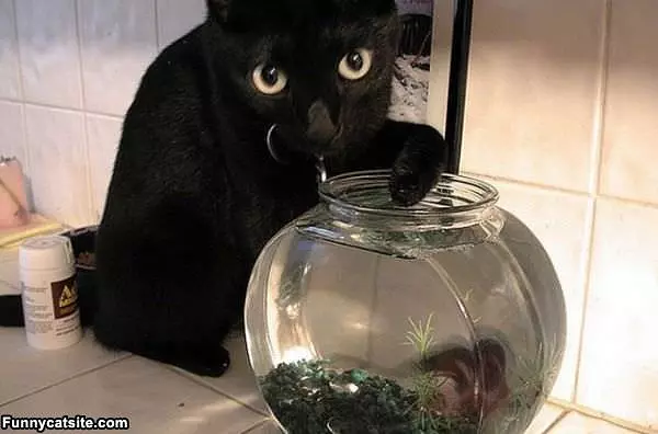 So Busted